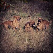 Er wurde für die löwenjagd verwendet und zeigt eignung zur schweißarbeit. Pohkot Heinikossa D Rhodesian Ridgeback Turku Rhodetreffit Ridgebacksofinstagram