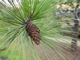 Image result for Pinus