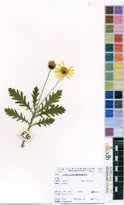 Image result for Euryops subcarnosus