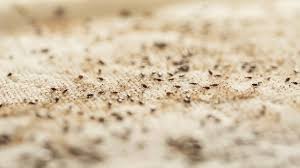 Image result for bed bugs droppings