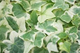 斑入り植物 葉に白い斑 ふ が入るのは何故 その正体は アタマの中は花畑