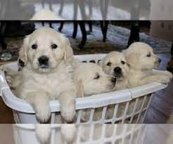 If you live around new england and want to adopt a new golden retriever, you should contact jrs goldens. View Ad English Cream Golden Retriever Litter Of Puppies For Sale Near Massachusetts Lakeville Usa Adn 122639