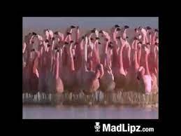 Lustige Flamingos Bier Fail Company Youtube