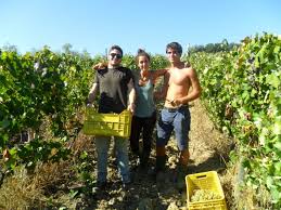Search for a location and select one from the list of suggestions. Grape Harvest In France Seasonal Job Opportunities 2021 Voluntouring Org