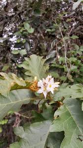 Image result for Solanum chrysotrichum