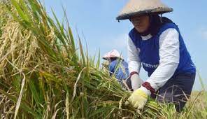 Kertopaten kencana yang beralamat di surabaya, merupakan perusahaan yang bergerak dalam bidang pupuk & pertanian yang berdiri sejak tahun 1962 di indonesia. Berita Pertanian Ngawi Terbaru Berita Pertanian Ngawi Terkini Hari Ini Info Pertanian Ngawi Solopos Com