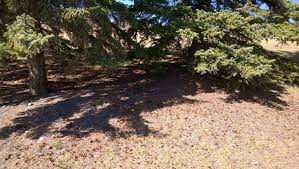 نتیجه جستجوی لغت [acidify] در گوگل