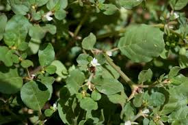 Image result for Trianthema mozambiquense