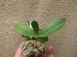 Image result for Aerangis verdickii