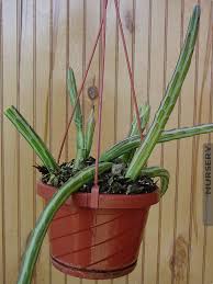 Image result for Kleinia sp.no.1