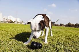 Otherwise, it might be too heavy for them. 5 Best Chew Toys For Pit Bulls 2021 Reviews