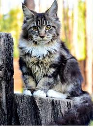 Pin On Maine Coon Cats