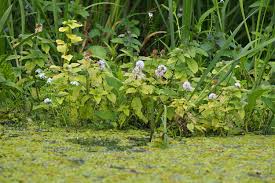 Image result for Mentha aquatica