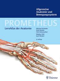 Inklusive 12 monate anatomie in via medici und dem lernposter anatomie. Prometheus Allgemeine Anatomie Und Bewegungssystem Von Michael Sch Uuml Nke Isbn 978 3 13 139524 5 Fachbuch Online Kaufen Lehmanns De
