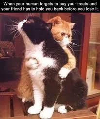 Funny Cat Refrigerator Magnet 3 1 2 X 4 1 2 Funny Animal Pictures Cat Memes Cute Animals