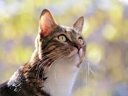 Check our working discount codes and vouchers now to make your money go further at your favourite online stores. Crazy Cat Ladies Do Not Exist Scientists Say The Independent The Independent