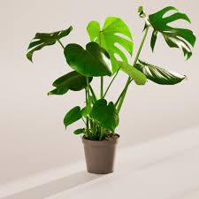 Image result for Monstera