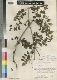 Image result for Kirkia