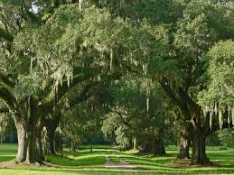 Maybe you would like to learn more about one of these? Laurel Hill Plantation Mount Pleasant Charleston County South Carolina Sc