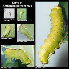 Polyphemus Moth Life Cycle