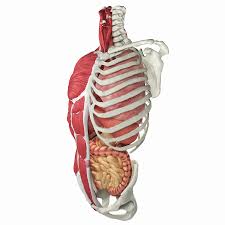 Choose from 500 different sets of flashcards about anatomy torso on quizlet. Full Human Torso Anatomy 3d Model 159 Obj Ma Max Fbx Free3d