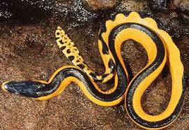 Black And Yellow Stripes Snake Yellow And Black Sea Snake Sea Snake Snake Ocean Creatures