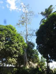 Image result for Bombax rhodognaphalon