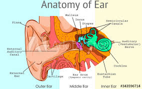 Stapes is the smallest bone of human body. Ear Anatomy Parts Structure Of Outer Middle Inner Ear Diagram Eardrum Semicircular Bones Ossicles And Malleus Incus Stapes Tympanic Cavity Pieces Light Background Draw Illustration Vector Stock Vector Adobe Stock
