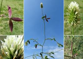 Image result for Trifolium squarrosum