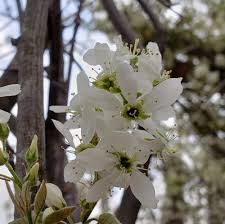 Image result for Amelanchier laevis