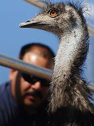 Stray emus spotted headed toward City Hall