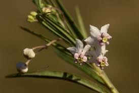 Image result for Gomphocarpus fruticosus