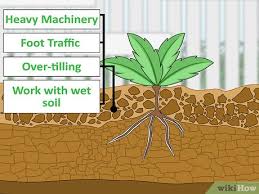 Aeration and dethatching both allow fertilizer nutrients to better. 3 Ways To Fix Compacted Soil Wikihow