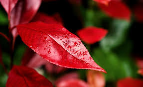 Sebbene quelle verdi abbondino, fortunatamente ce ne sono diverse che sviluppano foglie rosse o di colore simile: Volete Una Pianta Resistente Sceglietela Con Le Foglie Rosse La Rivista Della Natura
