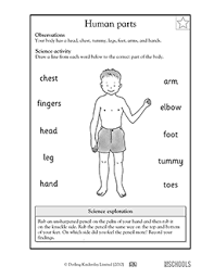 Words include heart, lungs, liver, intestine. Body Parts 1st Grade 2nd Grade Kindergarten Science Worksheet Greatschools