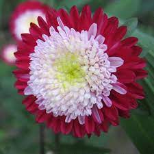 Pin On Flowers