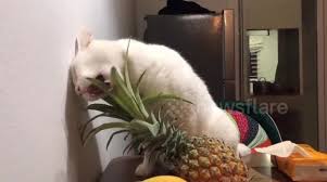 Feed just a tiny amount because you don't want to put too many calories in your cat's diet, purina senior nutritionist jan dempsey explains. Newsflare Cat Eat Pineapple Leaves After Long Time No Going Out Because Of Covid19