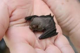 Cute book that helped with my daughter's first grade project on bumblebee bat's. The Bumblebee Bat Aka Kitti S Hog Nosed Bat Bumblebee Bat Unusual Animals Animals