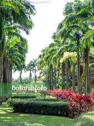 Image result for Roystonea oleracea