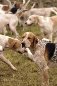 Black And Tan English Foxhound Through The Countryside The Fox And The Hound Hunting Dogs Dogs
