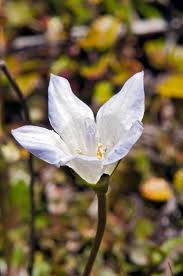 Image result for Wahlenbergia persimilis