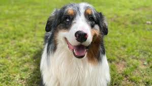 Fundraiser by Kylie Soafer : Support Anders' Urgent Medical Care