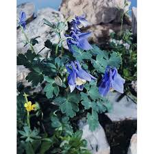 Image result for Aquilegia flabellata ministar