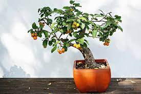 Fruit Tree Growing Guides Tips And Information Gardener S Path