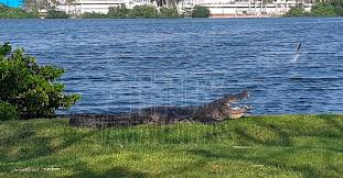 Un hombre de 56 años de edad, luego de introducirse a nadar a la laguna del carpintero, fue atacado y muerto por un cocodrilo de 3 metros de longitud. Hoy Tamaulipas Tamaulipas Podra Costar Hasta Un Mdp Traslado De Cocodrilos De Tampico A Otro Sector