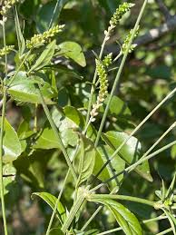 Image result for Achyropsis