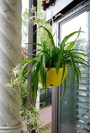 Direct sun (if put outdoors for example) can cause. 6 Types Of Spider Plants Different Varieties Of Spider Plants