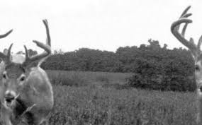 Deer Feeding Times For Monster Bucks Whitetail Habitat