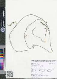 Image result for Ceropegia namuliensis