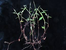 Image result for Arthraxon